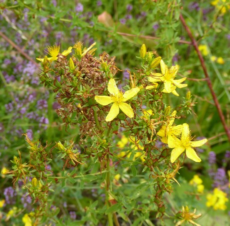 sint janskruid - hypericum perforatum