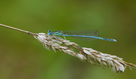 Blauwe Breedscheenjuffer (mannetje)