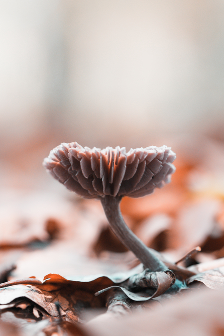 Pagode - Is het geen sprookje? - foto door Viva op 07-11-2021 - locatie: 4849 Dorst, Nederland - deze foto bevat: paddenstoelen, paddestoelen, herfst, rodekoolzwam, viva, nederland, dorst, nikon corporation, nikon d5300, 90.0 mm f/2.8, iso 640, diafragma ƒ/3.5, sluitertijd 1/40s, brandpuntafstand 90mm, bloem, bloemblaadje, natuur, tak, takje, hout, water, zonlicht, vinger, lijn