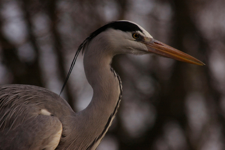 reiger