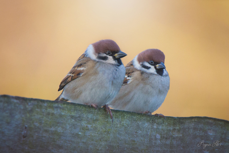 Liefde is....samen opwarmen in het zonnetje