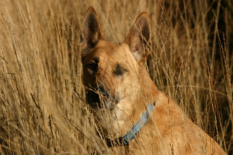 Mijn hond