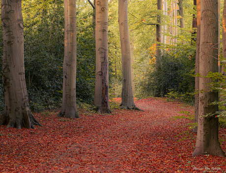 Herfst kleuren in het bos