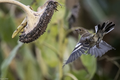 vliegende vink