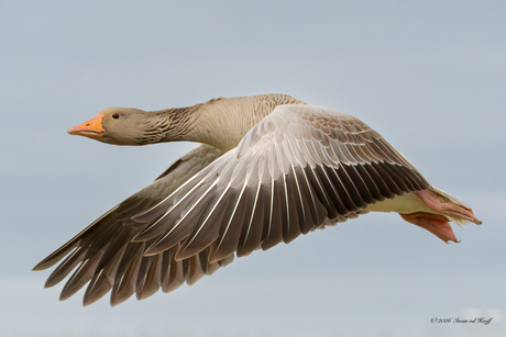 Grauwe gans in vlucht