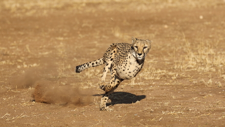 Namibie: Cheetah need voor speed
