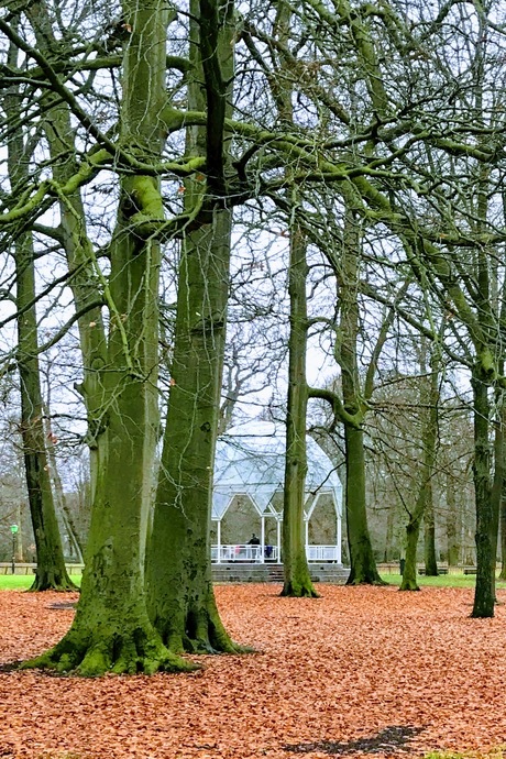 Haarlemmerhout