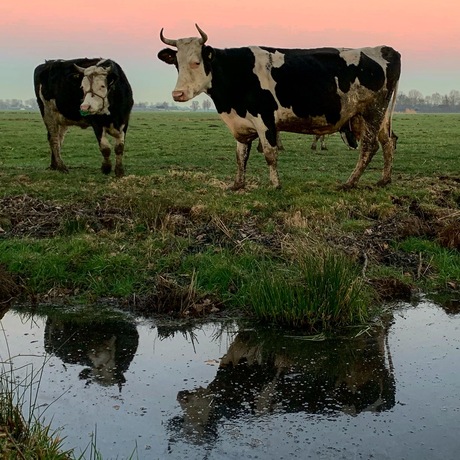 Reflection cow