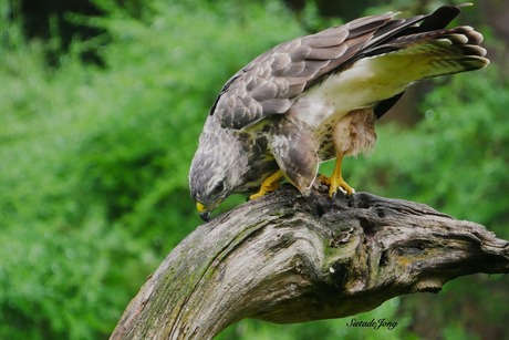 Buizerd, na de maaltijd de snavel schoonmaken.