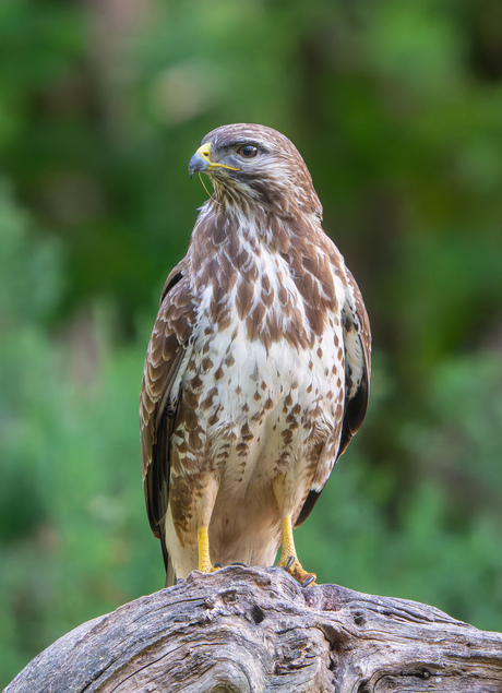 Buizerd in de ochtend