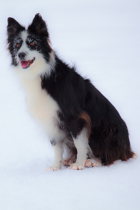 hond in de sneeuw