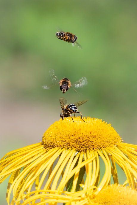 zweven, hooveren en geland