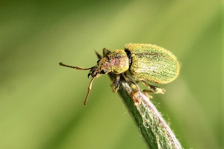 Groene bladsnuitkever