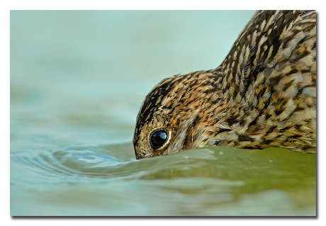 Watersnip