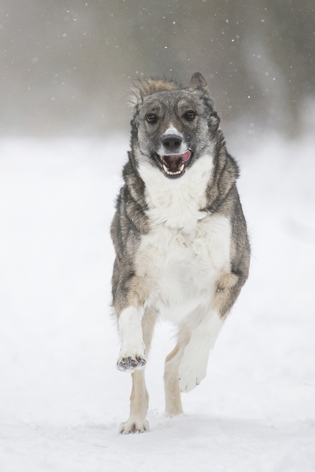 Running in the snow