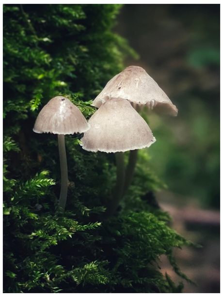 Streepsteelmycena 