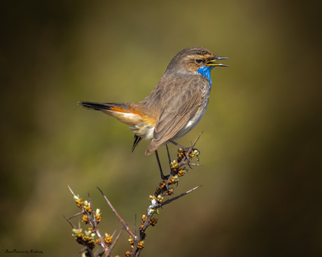 Blauwborst