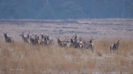 Het was druk in het Deelerwoud.