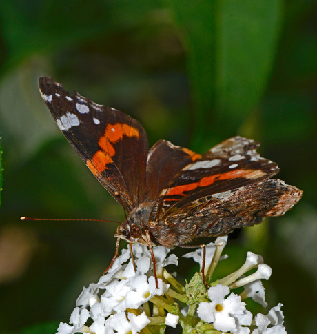atlanta vlinder