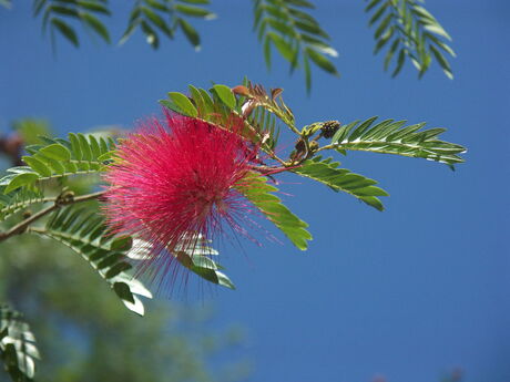 Pink in Florida