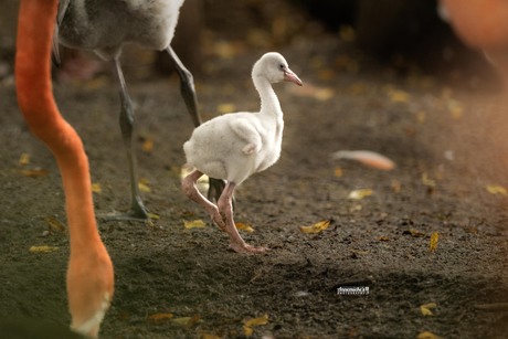 baby flamingootje