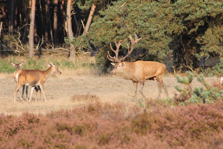 Pronken voor de dames