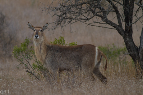 Waterbok 2