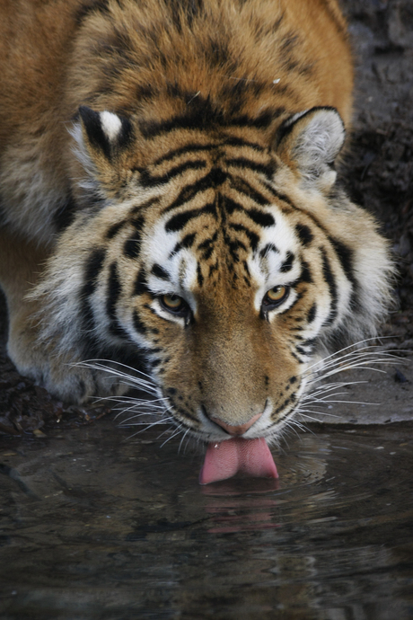 Dorst