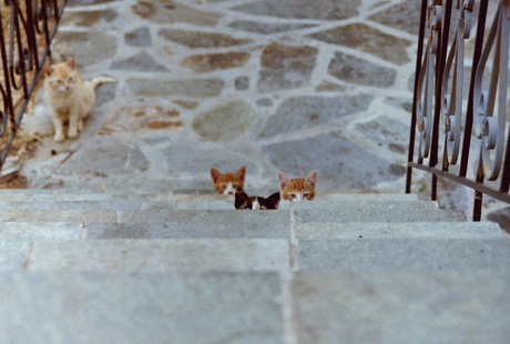 nieuwsgierige kittens