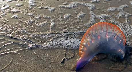 kleurenpalet op het strand