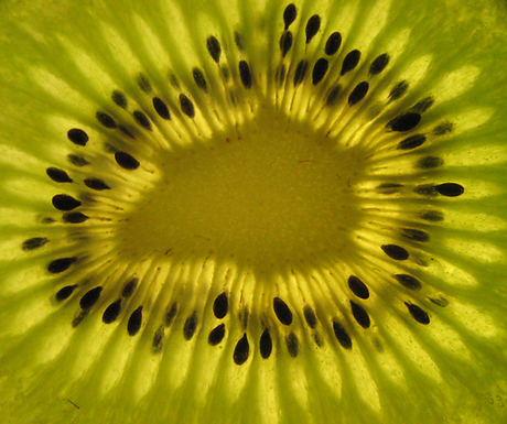 kiwi