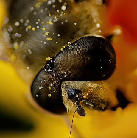 Macro van blinde bij