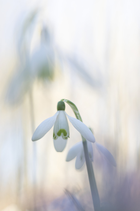 sneeuwklokje