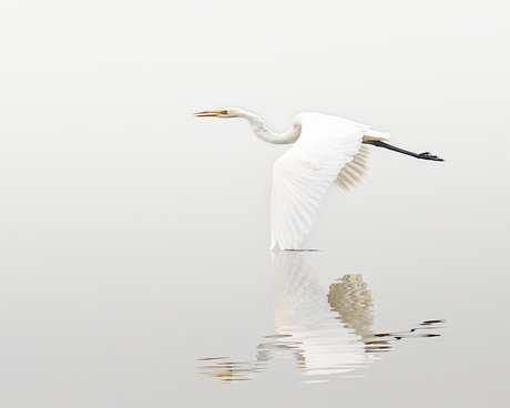 Zilverreiger 