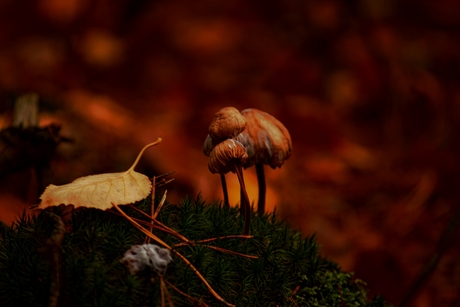 paddenstoelen