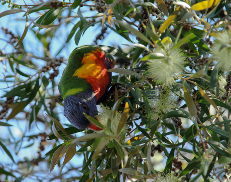 Australische papegaai
