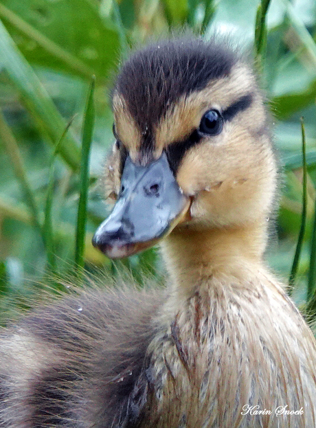 "Duckling...."