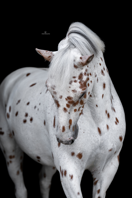 Fine art fotografie met appaloosa paard