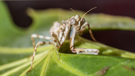 Blepharopsis mendica