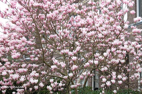 Lente in de tuin