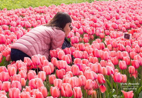 Tourists and tulips