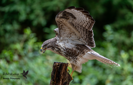 De buizerd.
