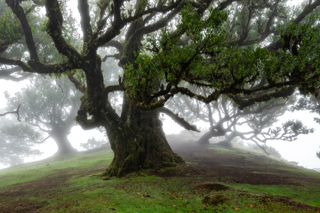 Magical forest