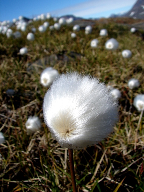 Wollepluis in Groenland