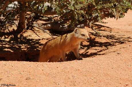 Solitaire Namibie.