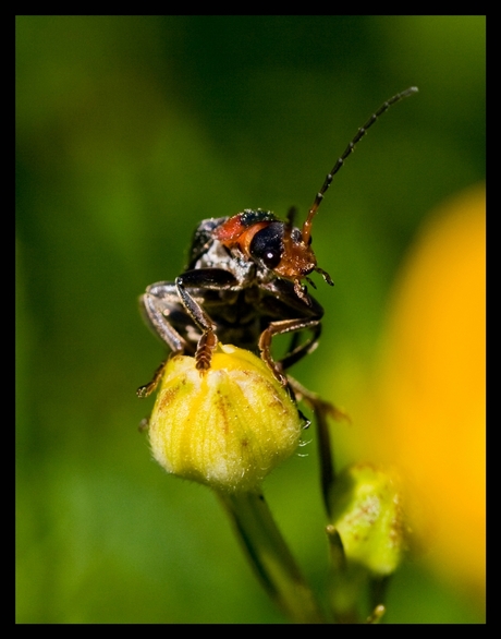 Zwartpootsoldaatje