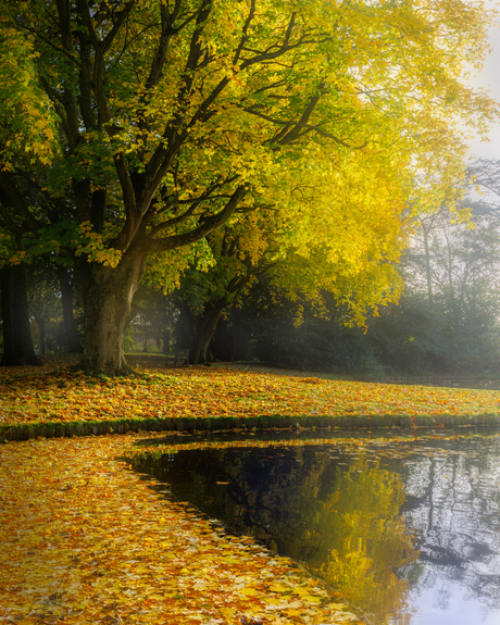 Herfst in de straat