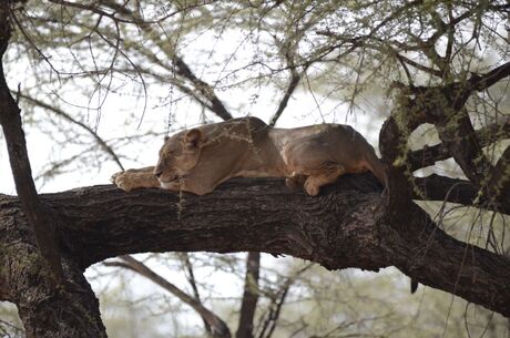 samburu - Kenia