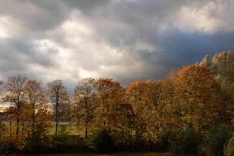 Lichtgevende bomen 