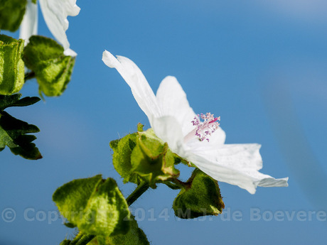 Witte muskuskaasjeskruid